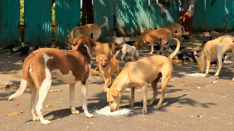 Why the Supreme Court's order on stray dogs sparked a debate