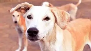 Stray Dogs पर सुप्रीम कोर्ट का नया आदेश, जानिए कहां और कैसे दे सकते हैं खाना? What Supreme Court order on feeding stray dogs