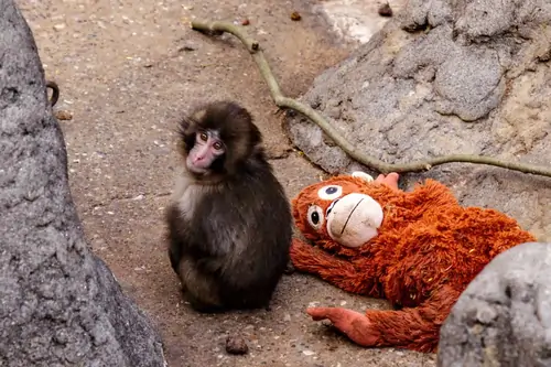 Baby Monkey Punch Viral Story : जापान के वायरल बंदर की कहानी आई सामने Japan baby monkey punch viral story ichikawa zoo