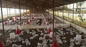 UP Live News Chickens die due to DJ in Sultanpur