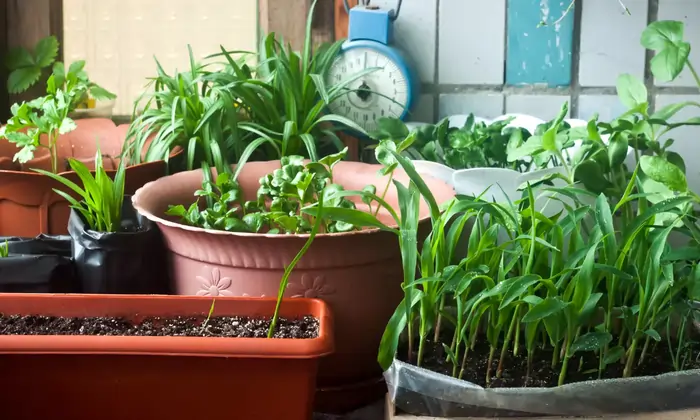 roof garden care tips summer gardening tips hindi