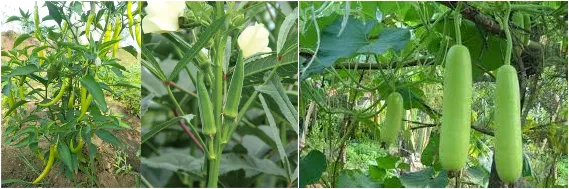 Gardening Tips For May June : गर्मी की टेंशन नहीं, छत पर ये सब्जियां आराम से उग जाएंगी Gardening Tips For May June me kaun si sabzi uga sakte hain