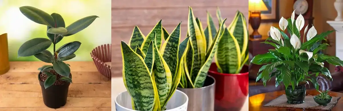 Gardening Tips Best Indoor Plants for Summer Ghar Ko Thanda Rakhne Wale Paudhe