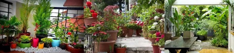 गर्मियों में इस तरह टिके रहेंगे आपके पौधे Gardening Tips how to protect plants in summer