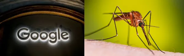 Why Google wants to release mosquitoes in America