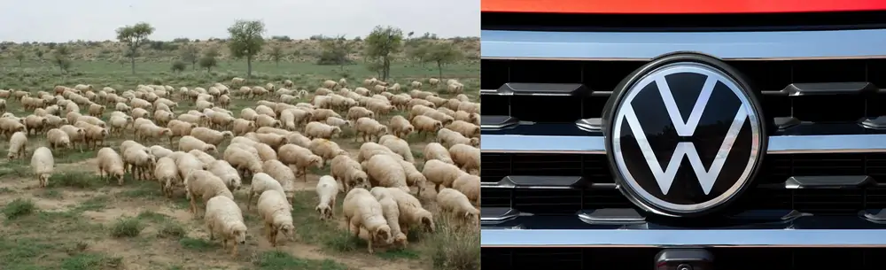 कार कंपनी ने नौकरी पर भेड़ों को क्यों रखा? Why Volkswagen car company hire sheep