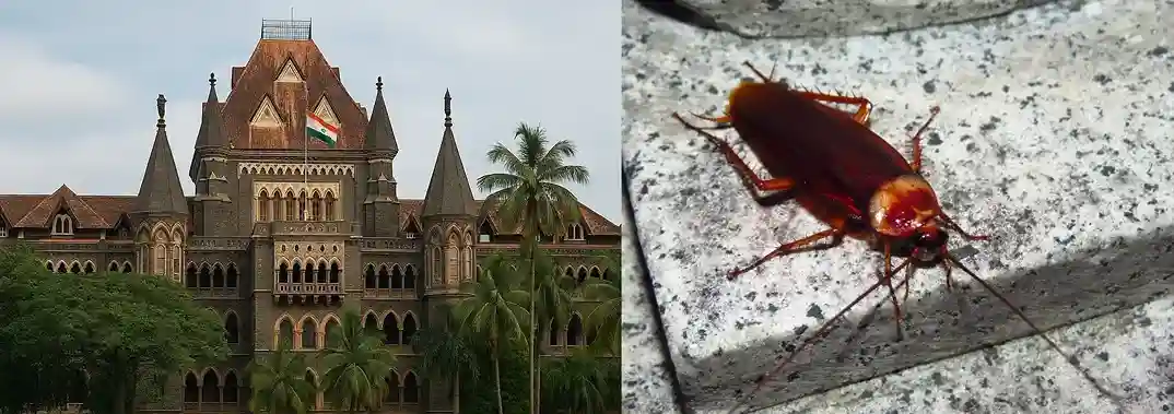 Cockroach in Hotel Bombay High Court grants relief