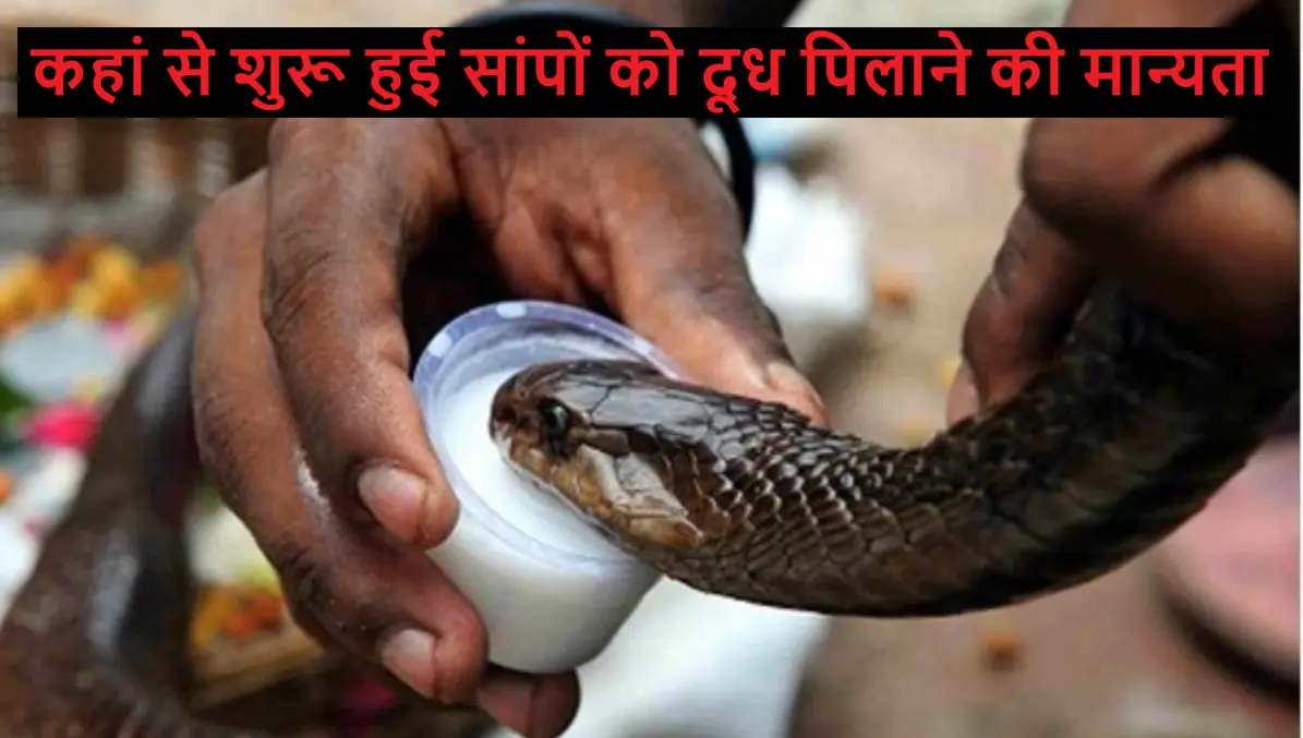 Kya Saap Ko Dudh Pilana Chahiye Nag Panchami Snake Milk Myth
