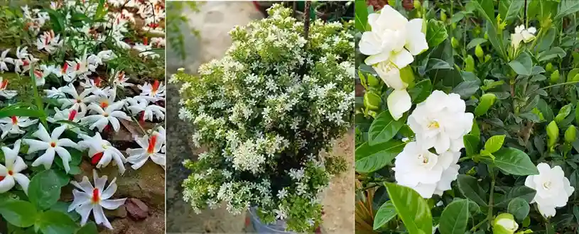 plants to grow in october home garden tips